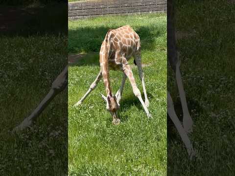 shorts コノカちゃん　キリン　千葉市動物公園にて　2026年5月9日