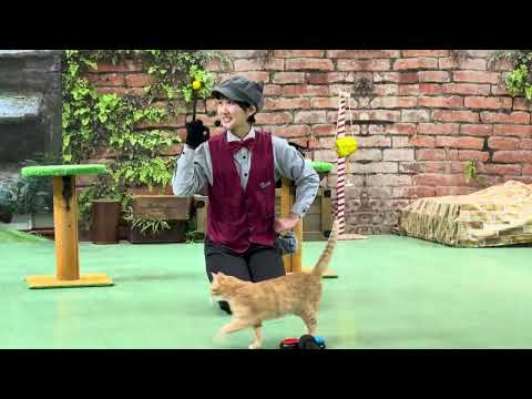 ミヤコちゃん教えて😊　なかなか見れない猫によるショー ザ・キャッツ　那須どうぶつ王国にて　2026年2月1日 サムネイル