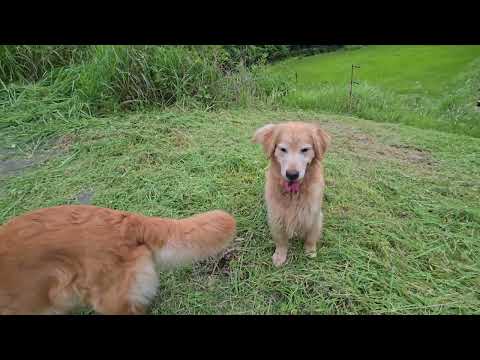 ゴールデンレトリバーの親子と帰宅前の散歩で猪に遭遇。