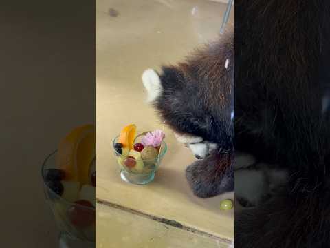 shorts ケンシンくん登場〜！　日替わり特別イベント レッサーパンダのバーベキューさ、あべ！　大森山動物園にて　2… サムネイル