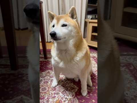柴犬福 母にお散歩を待つように言われ、素直に応じる賢い柴犬🤣Understand dog🤩shorts 柴犬 funn… サムネイル