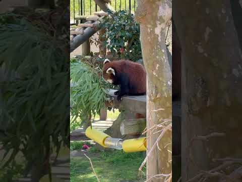 shorts 落ちたリンゴが無いか？チェックして戻る円実ちゃん　レッサーパンダ　大森山動物園にて　2026年4月29日 サムネイル