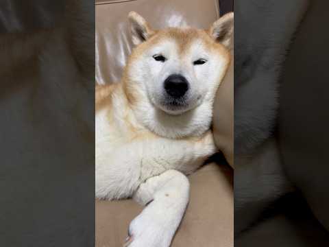 柴犬福 母の前でドヤってる柴犬🤣Mother and Shiba🤣shorts japanesedog funny 柴… サムネイル