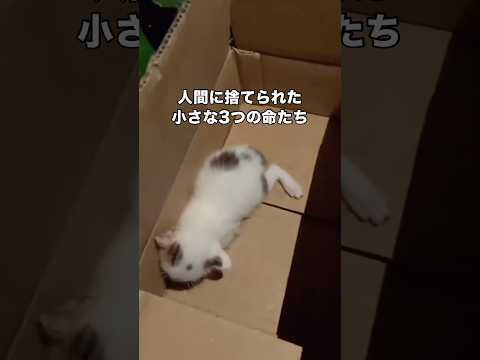 猫歴2年目で初めて、こんなにも小さな命を保護しました。 保護猫 子猫 捨て猫 shorts サムネイル