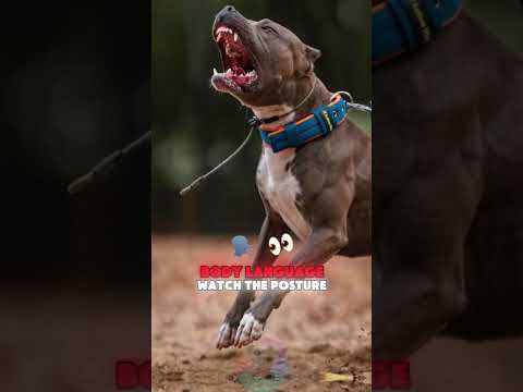Early Warning Signs of Aggression in Pit Bulls dog rottweil… サムネイル