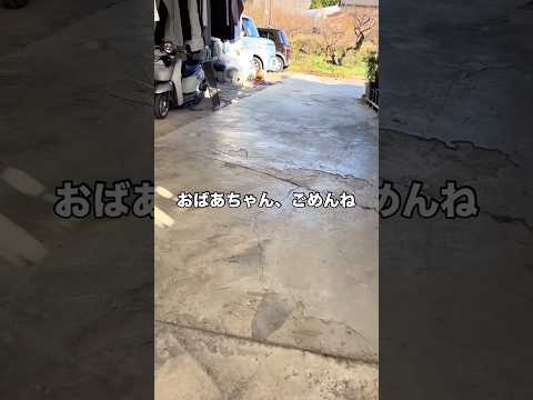 呼ぶタイミング間違えたおばあちゃんごめんね 柴犬 柴犬のいる暮らし おばあちゃん shorts サムネイル