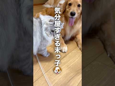 気分屋すぎる犬に振り回される兄猫...【ゴールデンレトリバー・ボーダーコリー】shorts