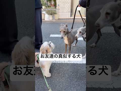 お友達が吠えた瞬間、つられてワンワンする犬　😂　　　　犬　犬のいる暮らし 面白い　シーズー　かわいい犬 サムネイル