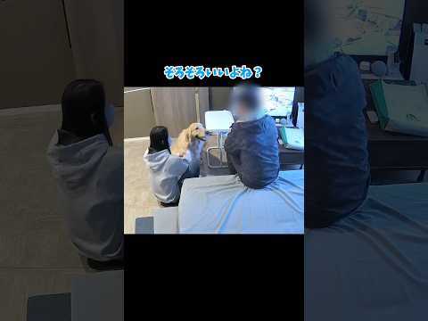 やっぱり全員マブダチ 大型犬 ゴールデンレトリバー サムネイル