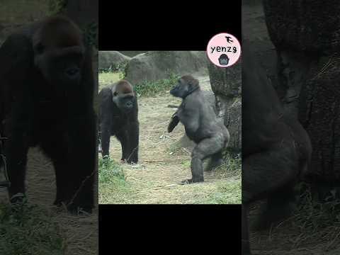 Jabali可愛拍胸邀媽咪Tayari一起玩 gorilla gorillatag taipeizoo 金剛猩猩 台北… サムネイル