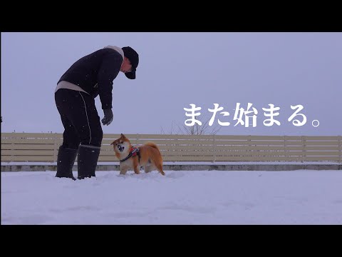 雪の日だけ見られる柴犬の特別な姿（後半地震に関して） サムネイル