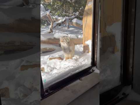 shorts スタスタ登ってバンっと飛び降りるナゴムくん　マヌルネコ　那須どうぶつ王国にて　2026年1月12日 サムネイル