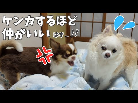 5日間限定！多頭飼い /  怒るチワワと遊びたいチワワ【夫婦とチワワ犬の日常VLOG】 サムネイル