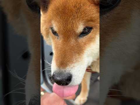 ’26.5.15 力丸とおじさん… 柴犬 shibainu 柴犬のいる暮らし 柴犬の日常 タッチ 力丸 サムネイル