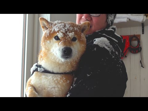 柴犬と心が折れかけた大雪が、これ サムネイル