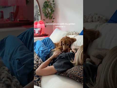 conversations with my golden retriever🥺goldenretreivers dog… サムネイル