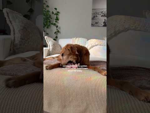 dog-tor coby to rescue🛟goldenpup puppy goldenpupppy dogbree… サムネイル