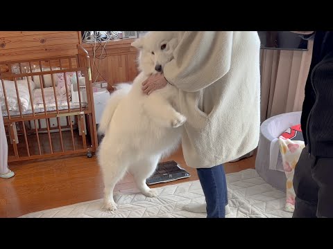 新年の挨拶に来てくれた親戚をぶつかり稽古で迎えるサモエドと最高の笑顔で迎える柴犬 サムネイル