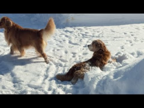 ミントの大冒険 がライブ配信中！ サムネイル