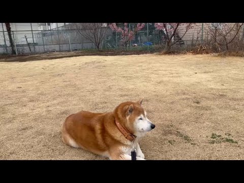 柴犬福 一休み中の柴犬🤩Shiba-Walk🤣 サムネイル
