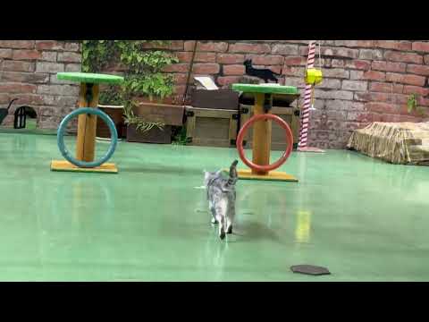 オープニング♪ なかなか見れない猫によるショー ザ・キャッツ 那須どうぶつ王国にて 2026年9月13日