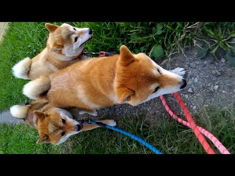 2026年3月1日(日) 前から柴 ※風音注意 サムネイル