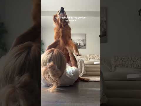 coming home to my golden retriever🥵 goldenretreiver dog ind…