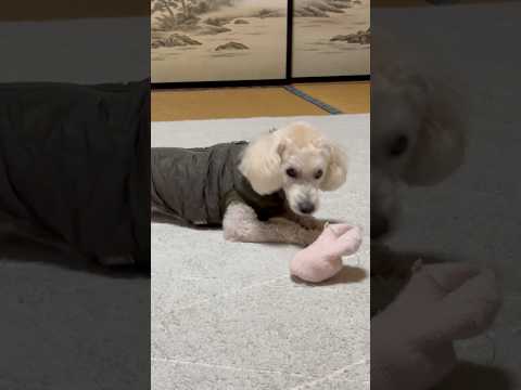 shorts 今夜のタローちゃん　トイプードル　2026年1月16日 サムネイル