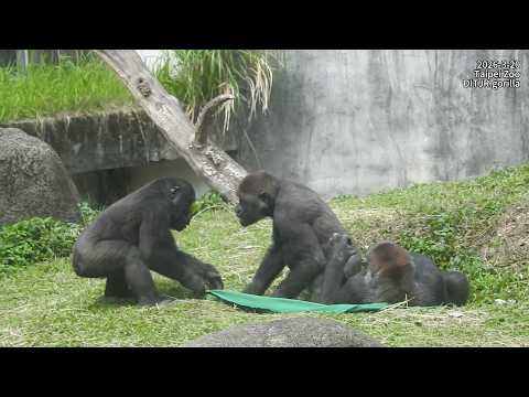 Gorilla D'jeeco family 休息 / Tayari Jabali Ringo 互動。追逐。長巾蓋頭拔…