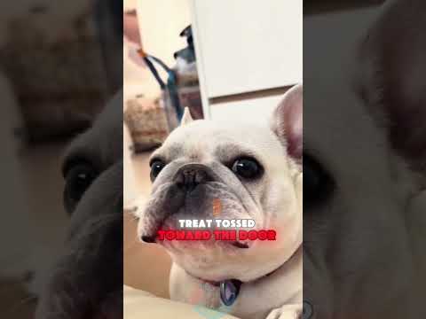 Do This Before Leaving Your Dog Alone shorts dog pets doglo… サムネイル