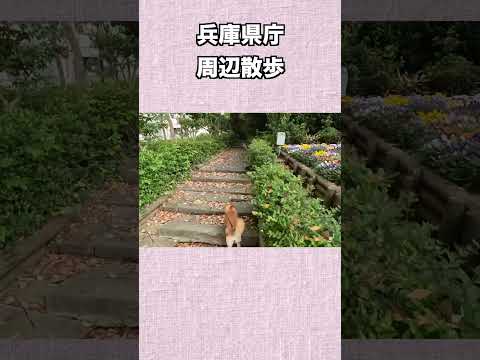 兵庫県庁周辺散歩 サムネイル