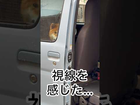 ’26.3.3 雨の日の力丸… 柴犬 shibainu 柴犬のいる暮らし 柴犬の日常 車中泊犬 カメラ目線 力丸 サムネイル