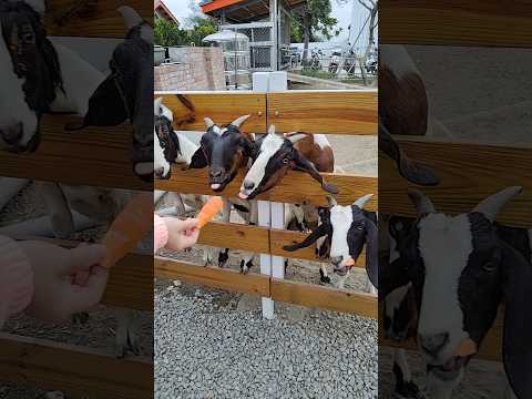 雲林虎尾虎珍堂森之院餵食羊吃紅蘿蔔😋 サムネイル