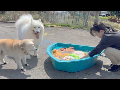 お気に入りのぬいぐるみが洗われてるのを心配そうに見守る柴犬とサモエドが可愛すぎました。 サムネイル