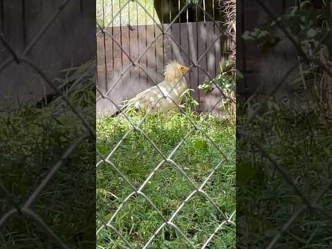 shorts エジプトハゲワシ　千葉市動物公園にて　2026年4月19日 サムネイル