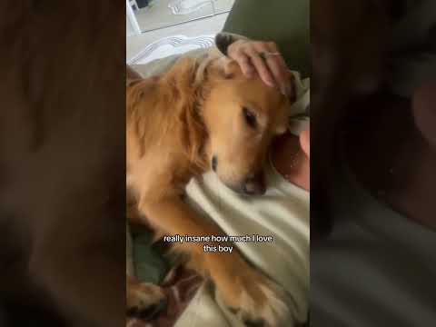 coming home to my golden retriever🥵 goldenretreiver dog ind… サムネイル