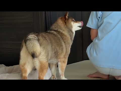 柴犬12歳が同居犬に突きつけられた現実 サムネイル