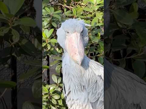 shorts ハシビロコウのしずかちゃん　千葉市動物公園　2026年2月23日 サムネイル