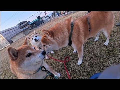 2026年1月22日(木) 同じ時期に手術していたオペ友のぶん太くん！みんな完全回復！ サムネイル