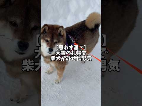 管理人さんを休ませたい！柴犬が見せた心意気🫨 サムネイル