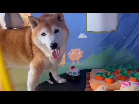 柴犬福 自分の部屋に第一ガムを隠して母に自慢する柴犬🤣Mother and Shiba Inu-Shiba-appea…