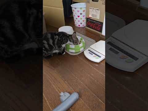 今日のキビ。体重1410g cat kitten 猫 子猫 仔猫 子猫の体重 ibukikohaku 癒し 子ネコ… サムネイル