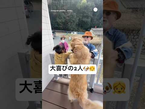 大喜びでお出迎えする2人💕　　ゴールデンレトリバー 大型犬　犬　女の子　犬のいる暮らし