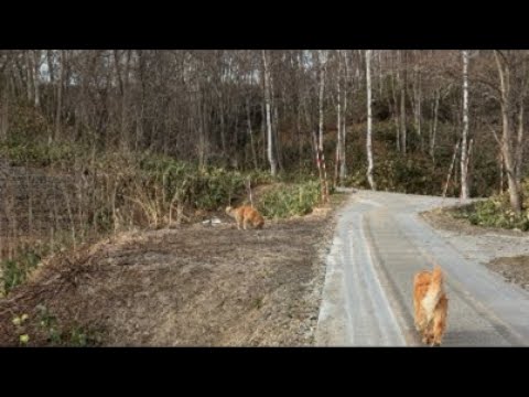 ２回の脱走...山中捜索の末最後はここ？！ サムネイル