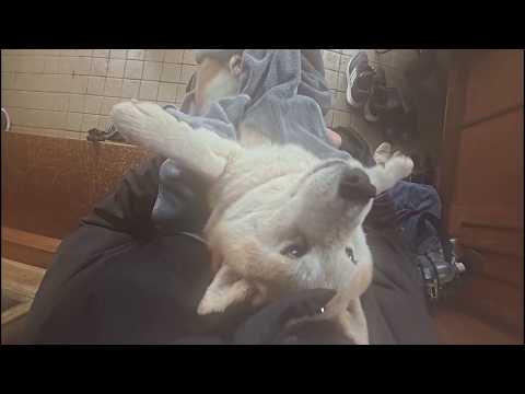 拭かれる柴犬となぜか曇るカメラと鼻息荒い散歩係の因果関係 サムネイル