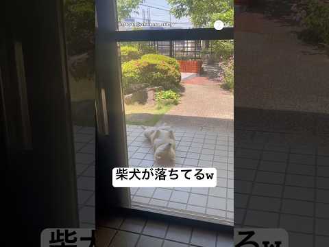 毎日へそ天で寝てる柴犬🐶　　　　　　　　　　柴犬　犬　可愛い犬　犬のいる暮らし 面白い