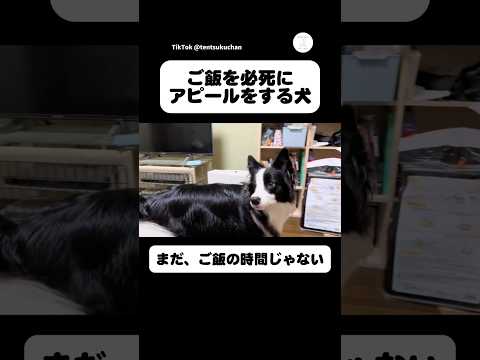ご飯を必死にアピールする犬　ボーダーコリー 犬　かわいい犬 犬のいる暮らし サムネイル