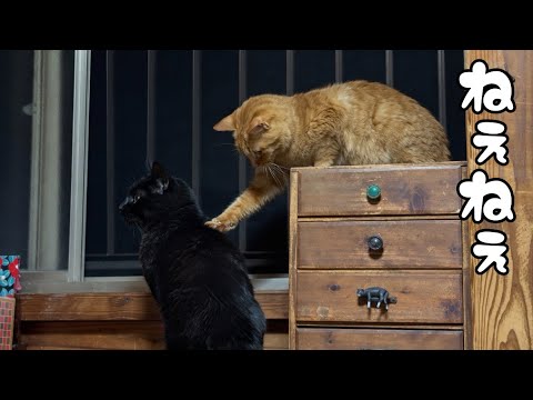 【夜間警備】ねぇ、なに見てるの？ What Are You Watching? サムネイル