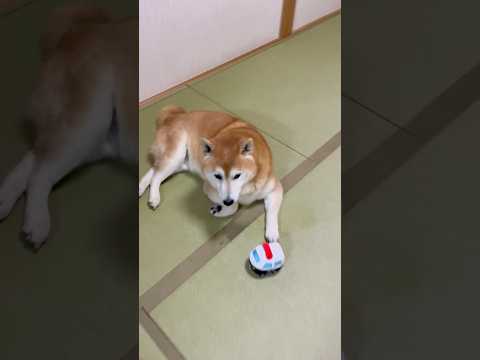 柴犬福 早々に再犯して、またパトカーに捕まった柴犬🤣Sister and Shiba🤣姉と柴 shorts funny… サムネイル