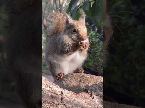 shorts モグモグ　ニホンリス　神戸どうぶつ王国　2025年12月29日 サムネイル